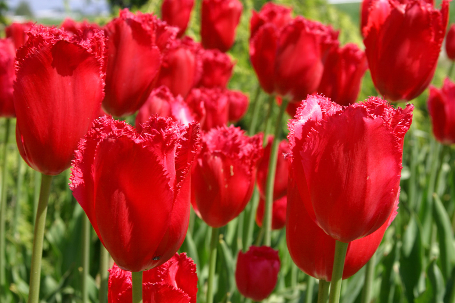 Burgandy Lace Tulips - Roozengaarde - Mount Vernon, WA
