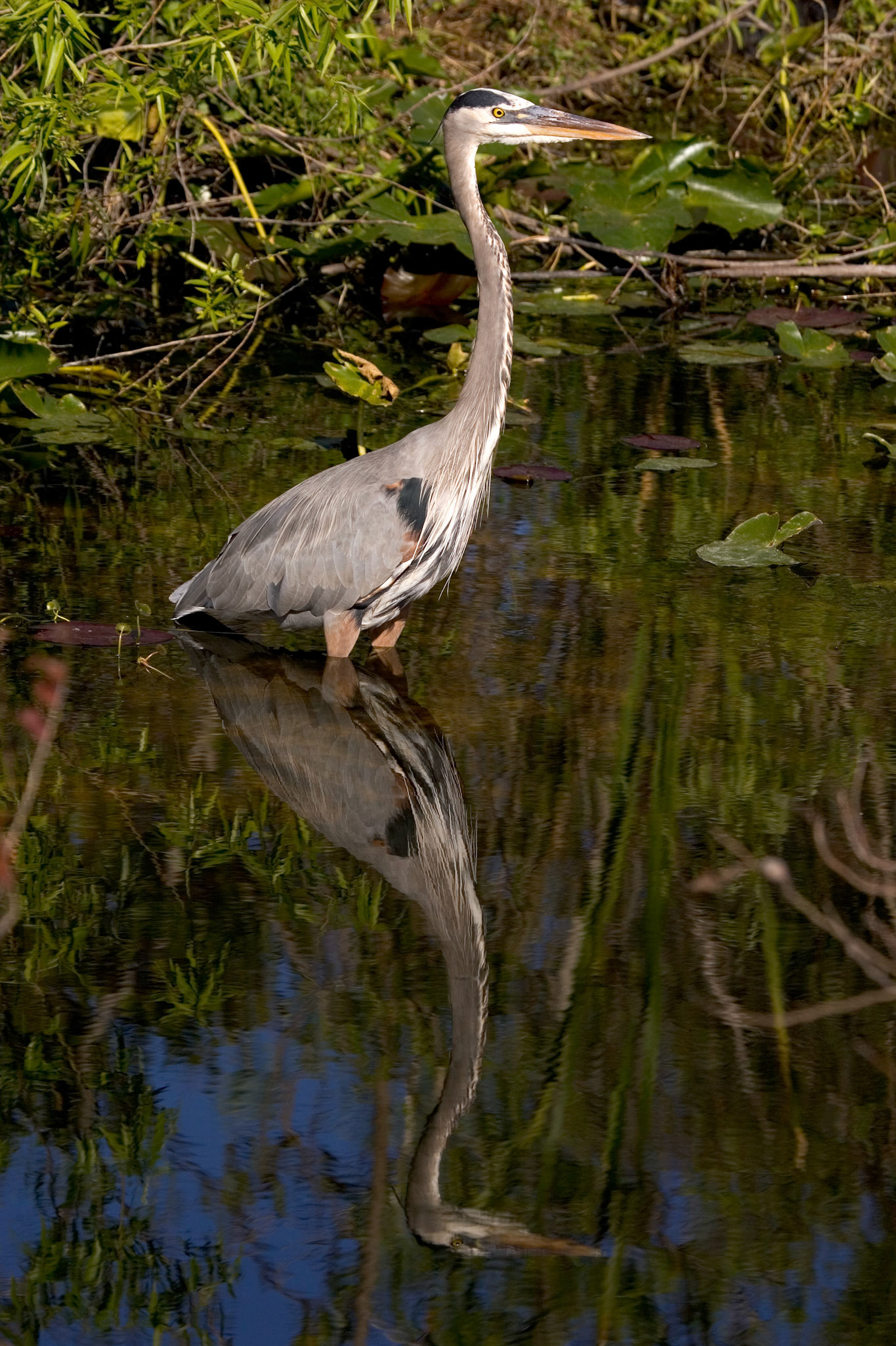 Great Blue Heron - Everglades National Park, FL