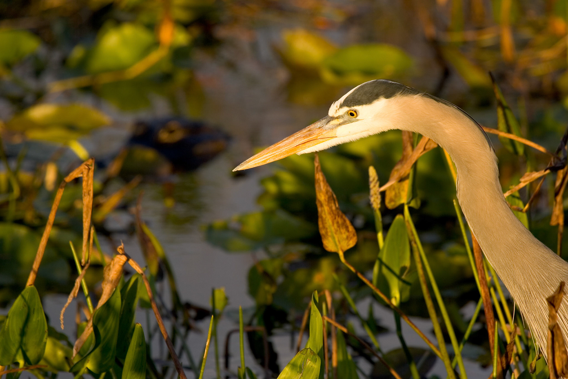 Great Blue Heron - Everglades National Park, FL