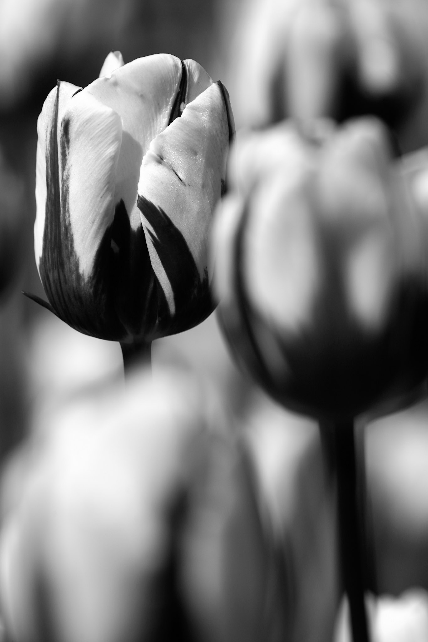 Tulips - Skagit Valley, WA