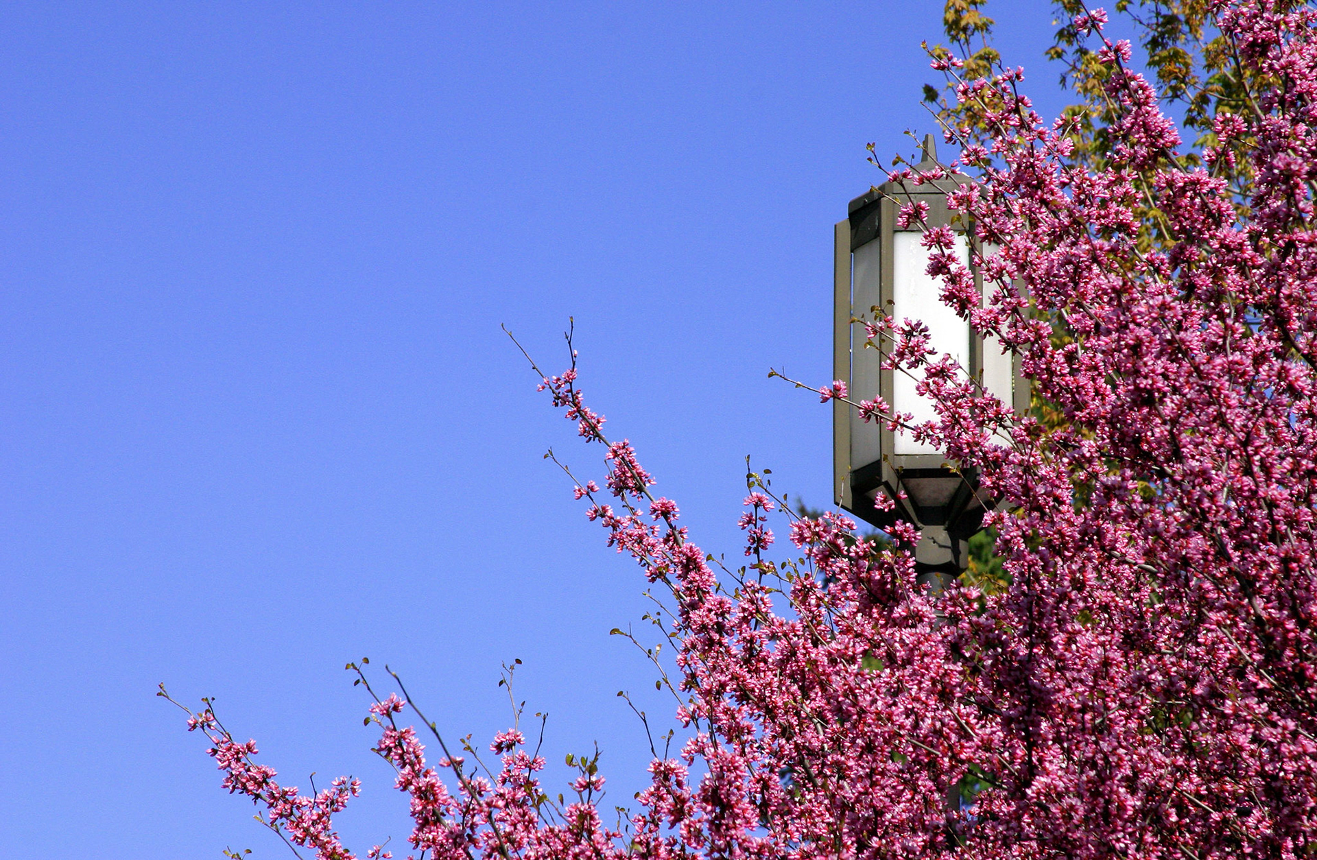 Dogwood Blossoms - University of Washington - Seattle, WA