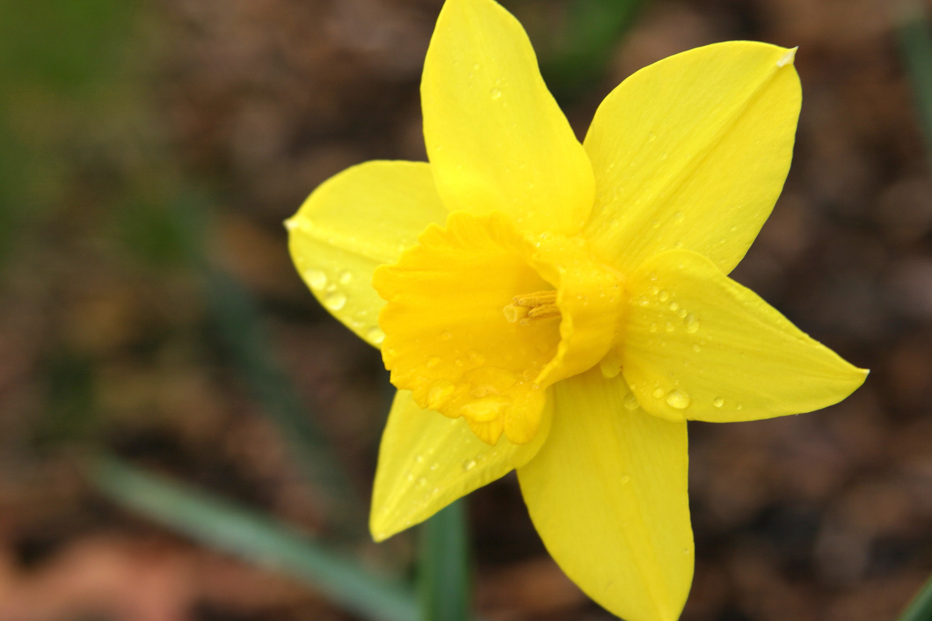 Dutch Master Daffodil - Kirkland, WA