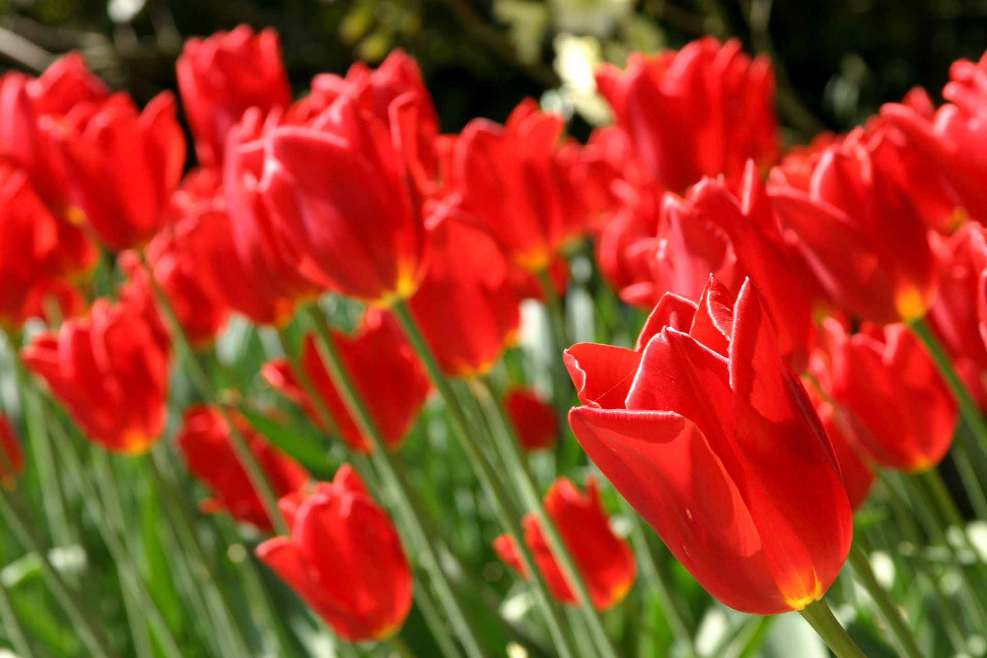 Kingsblood Tulips - Roozengaarde - Mount Vernon, WA