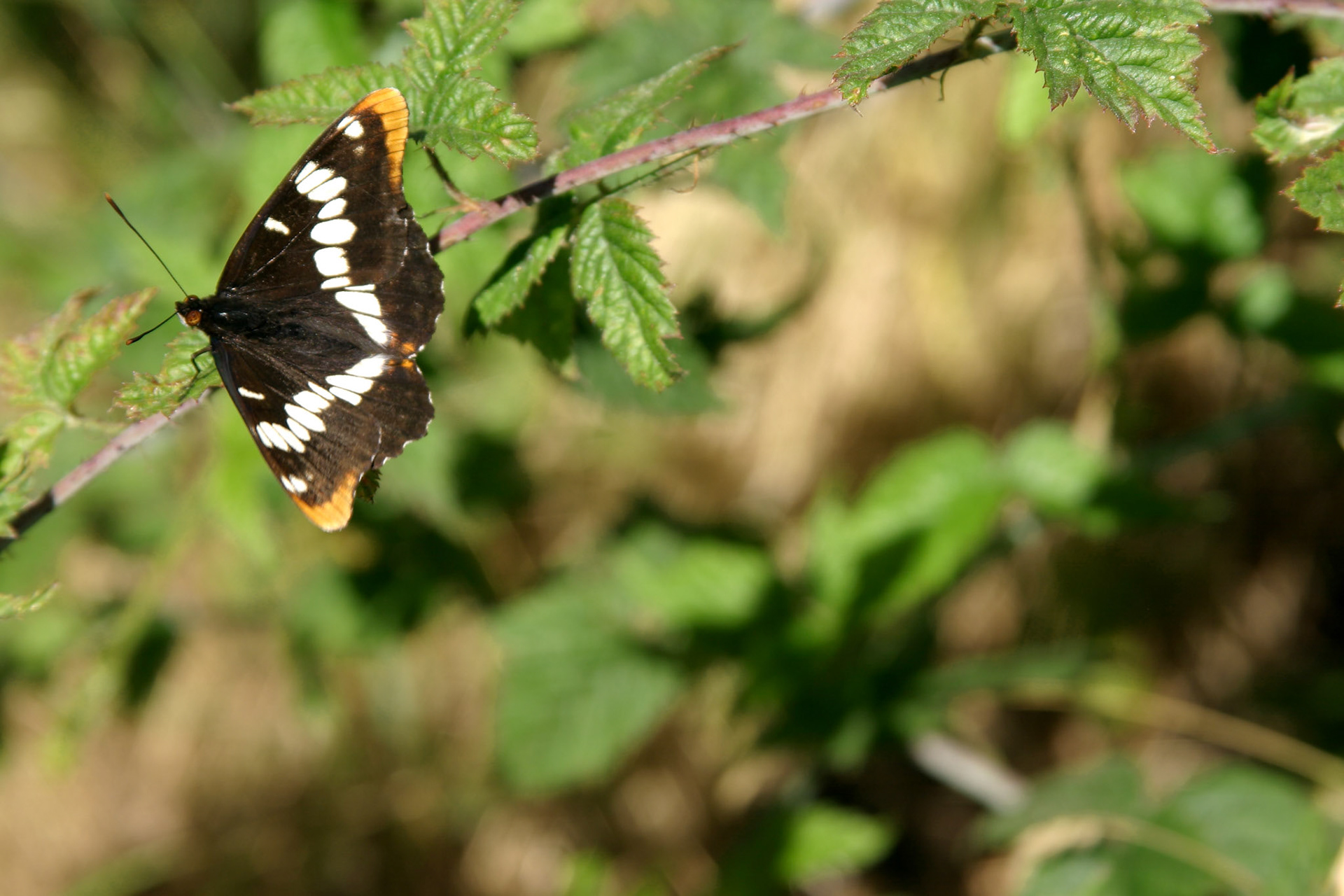 Butterfly on Blackberry Bush, Discovery Park, Seattle, WA