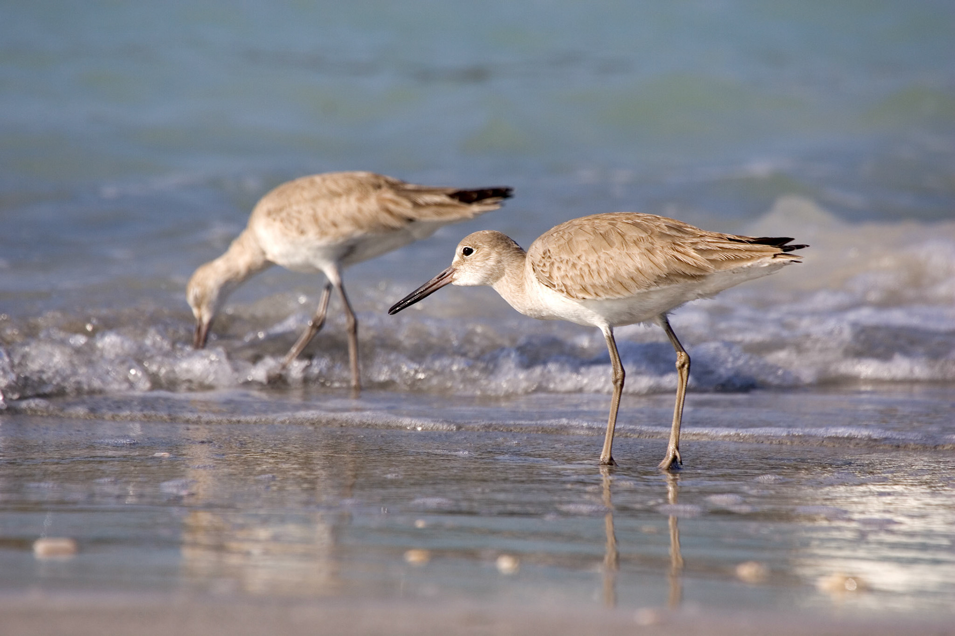 Willets - North Lido Beach - Sarasota, FL