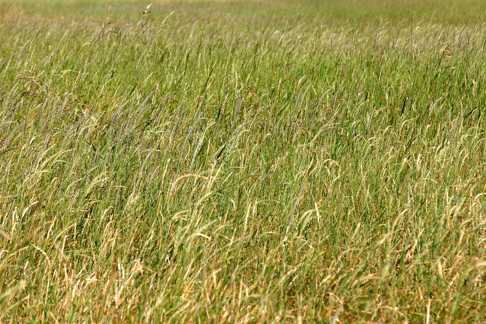 Grassy field - Discovery Park - Seattle, WA