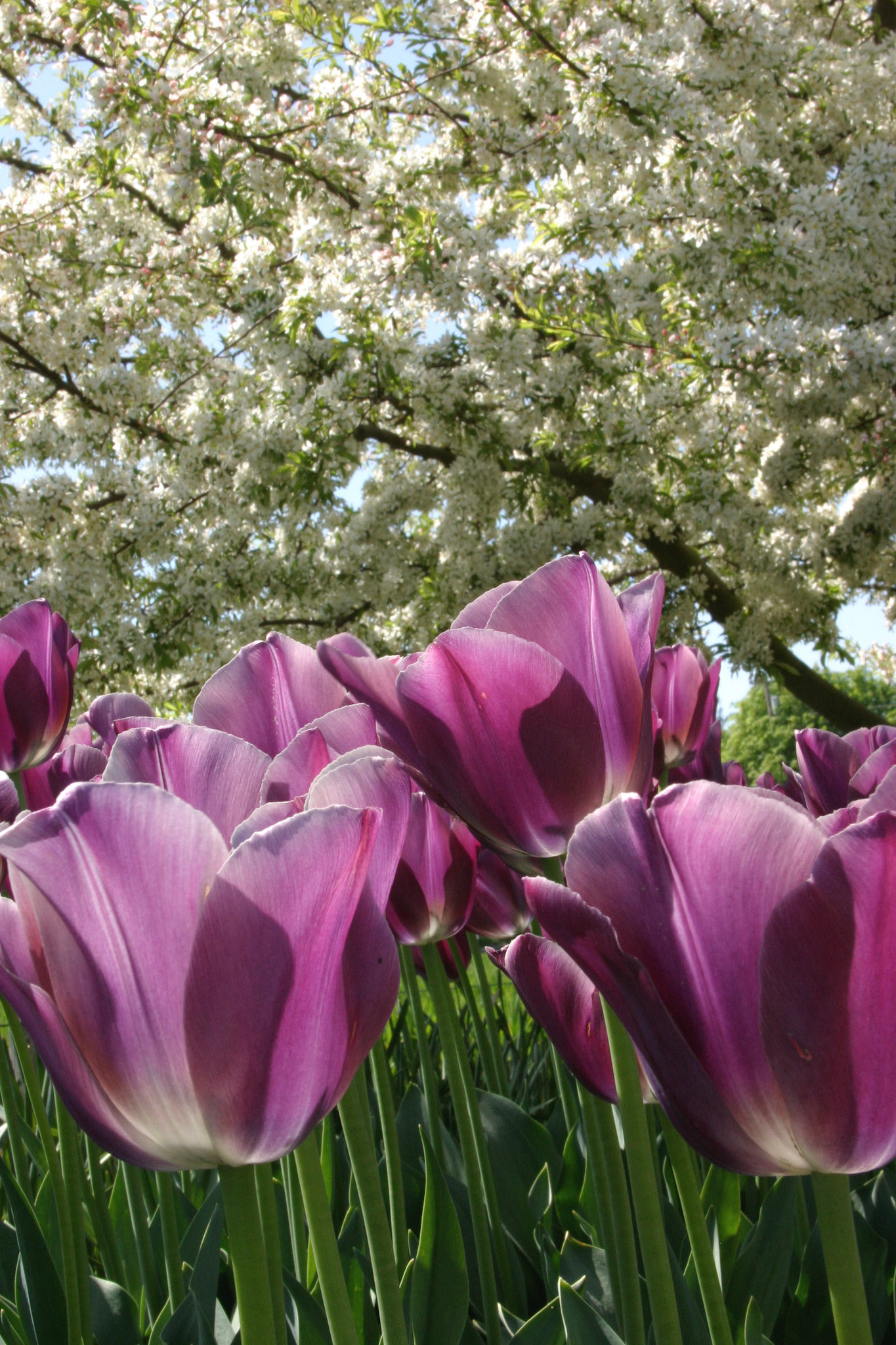 Caravelle Tulips - Roozengaarde - Mount Vernon, WA