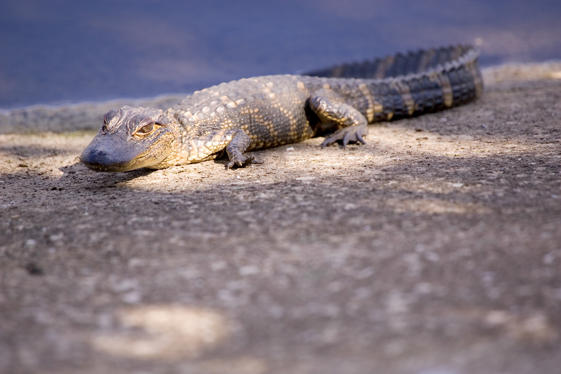 Baby Alligator - Sarasota, FL