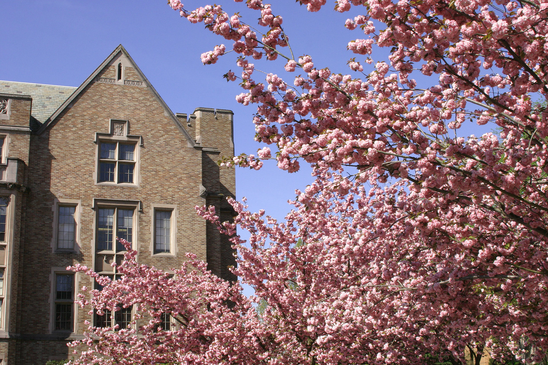 Dogwood Blossoms - University of Washington - Seattle, WA