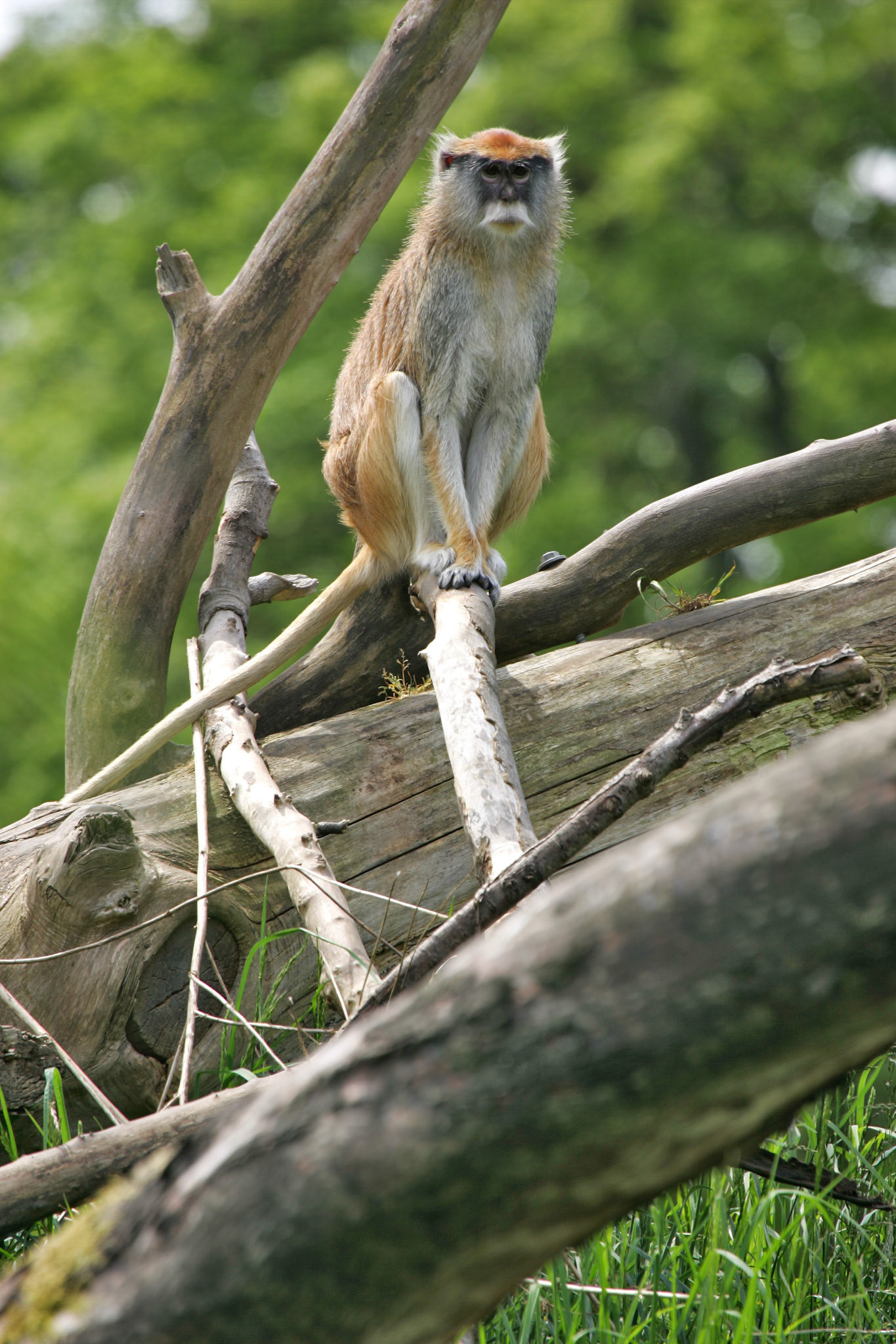 Patas Monkey