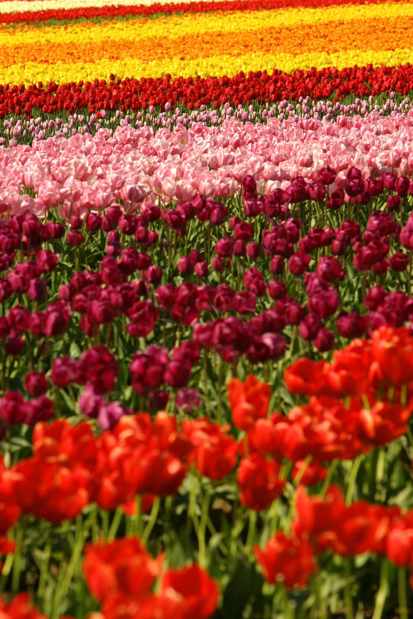 Tulip Town, Mount Vernon, WA
