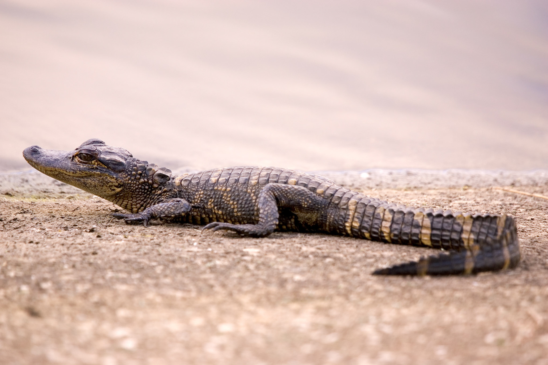 Baby Alligator - Sarasota, FL