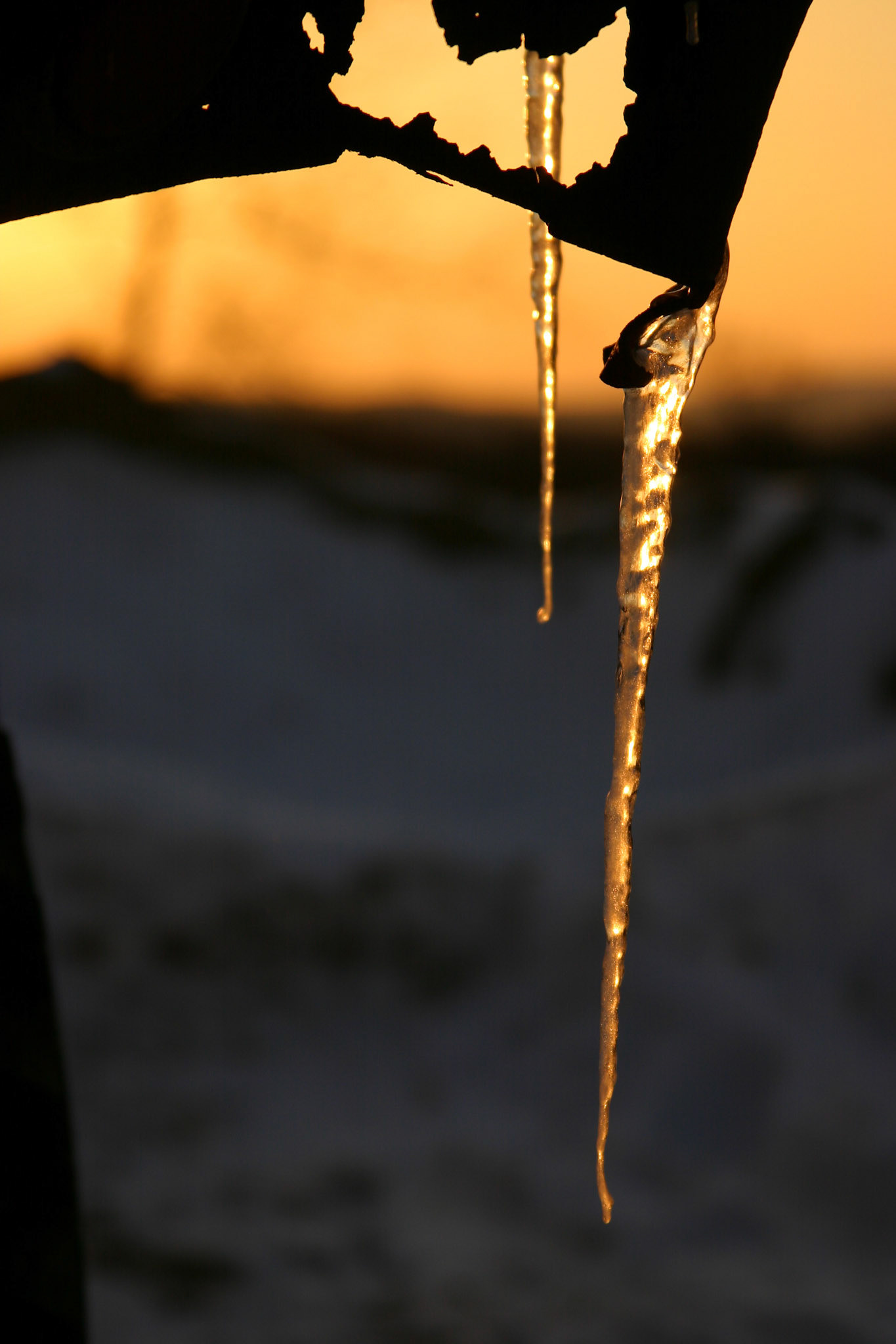 Icicles at dawn - Gilmanton, NH