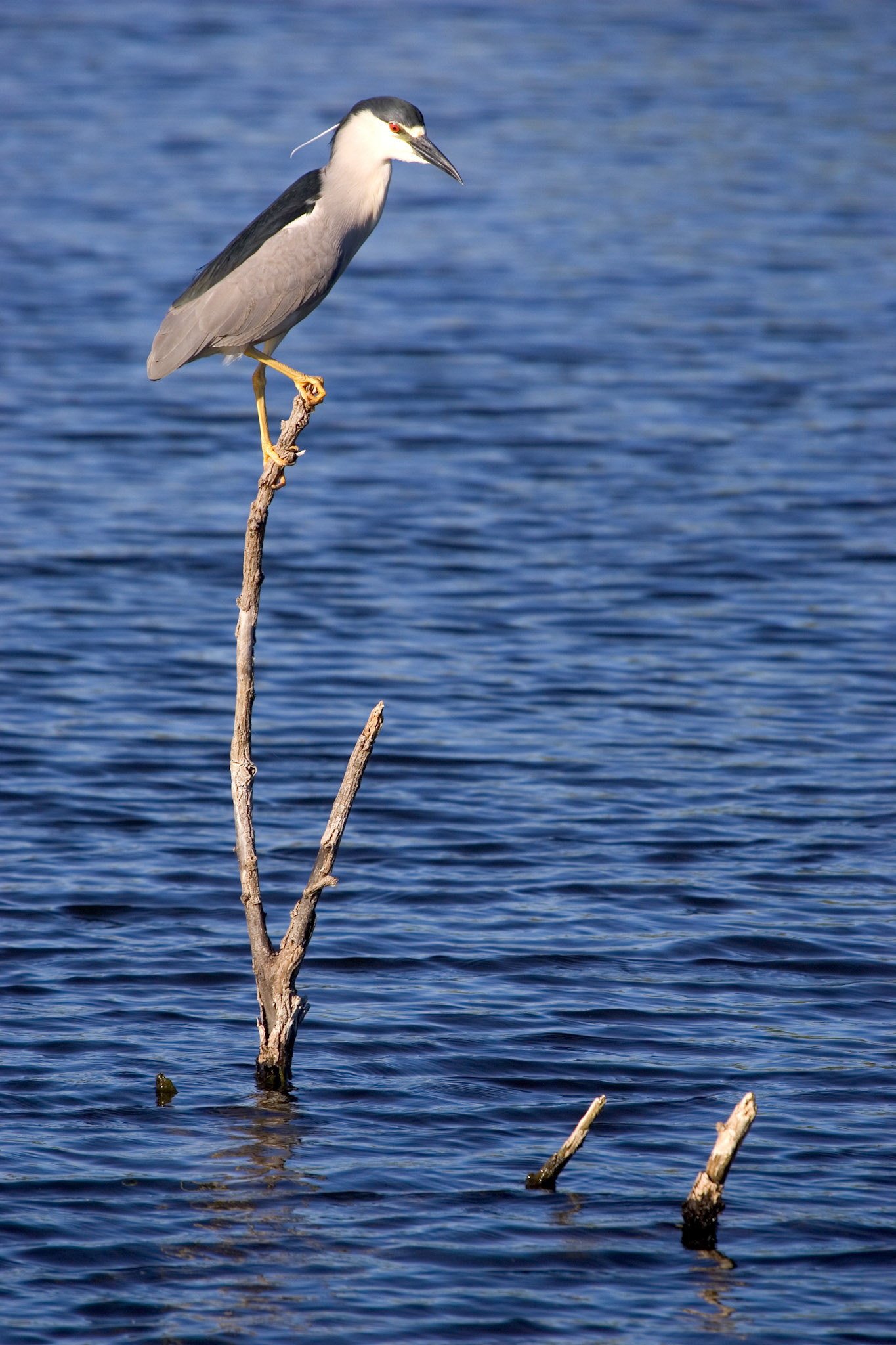 Black-crowned Night Heron - Everglades National Park, FL