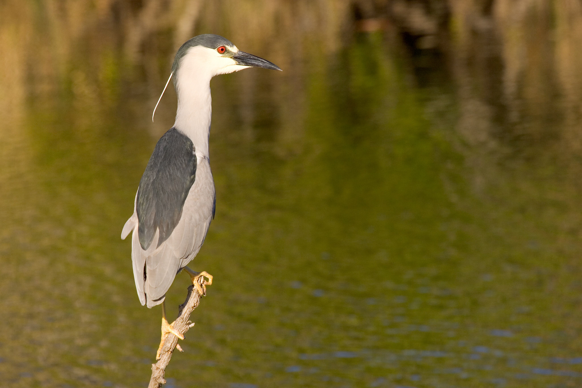 Black-crowned Night Heron - Everglades National Park, FL
