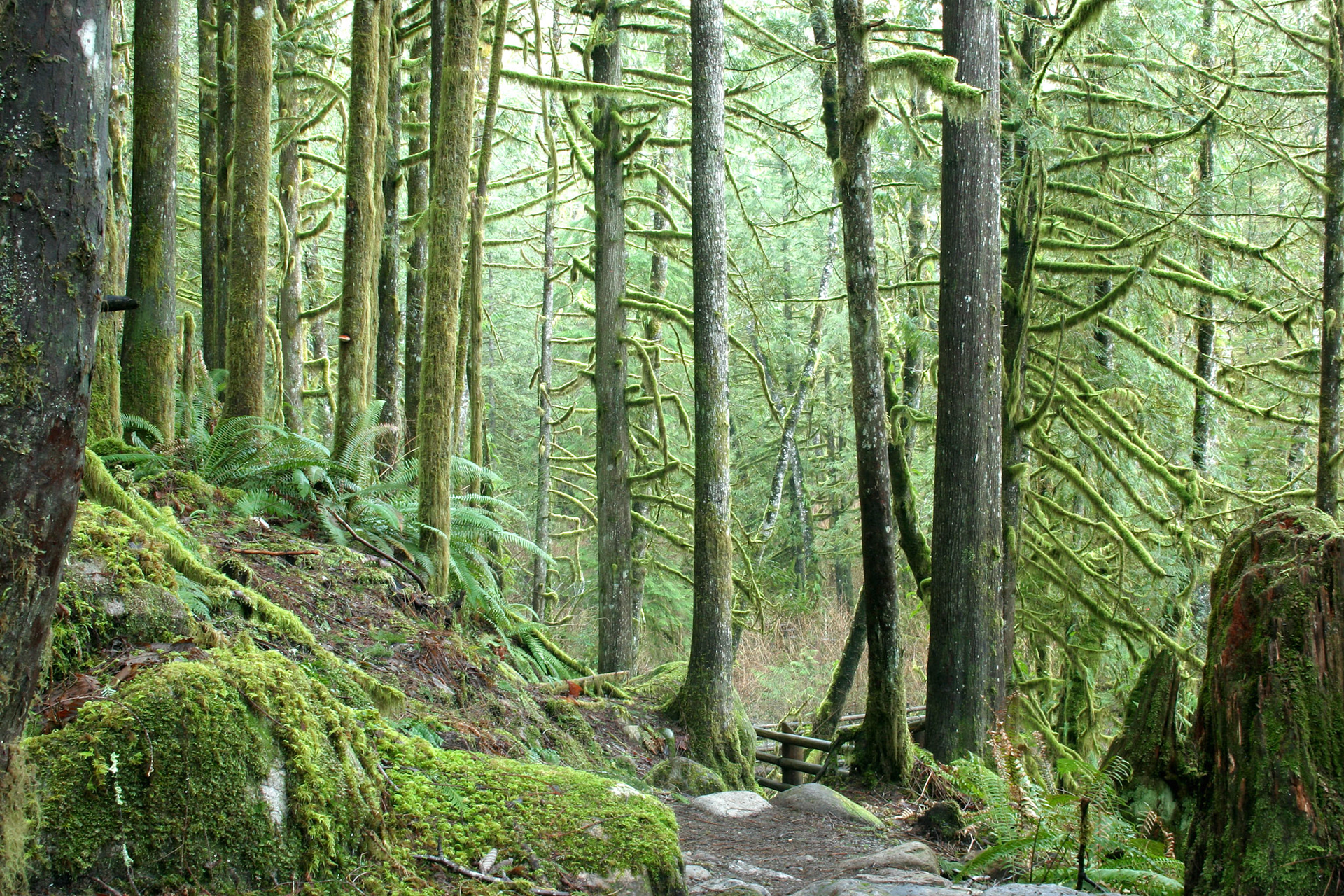 Forest trail - Wallace Falls State Park - Gold Bar, WA