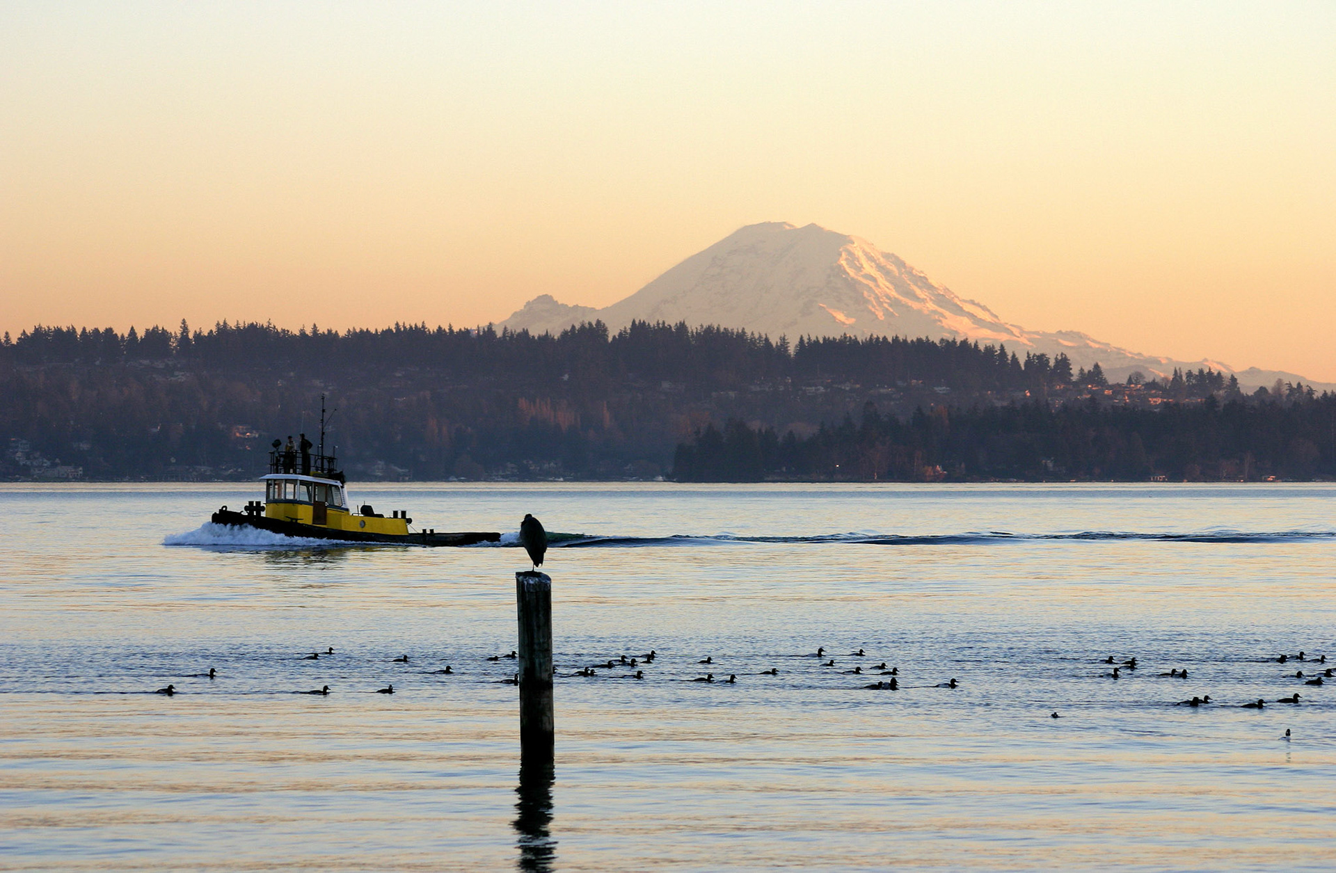 Tug Boat, Birds and Mt Ranier at Sunset - Sand Point - Seattle, WA
