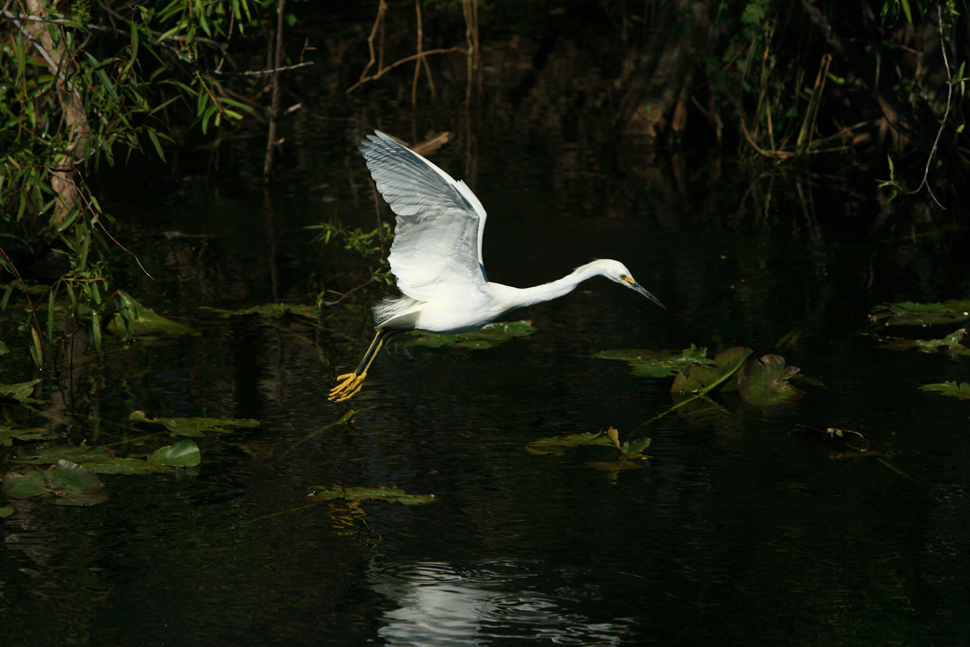 Snowy Egret - Everglades National Park, FL