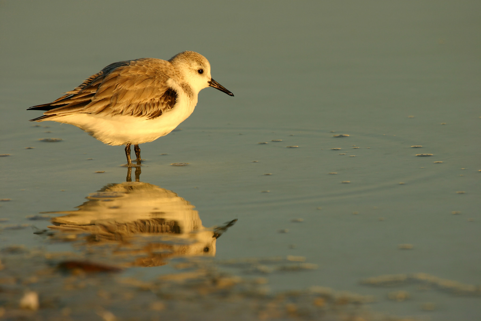Western Sandpiper (?) (Calidris mauri)