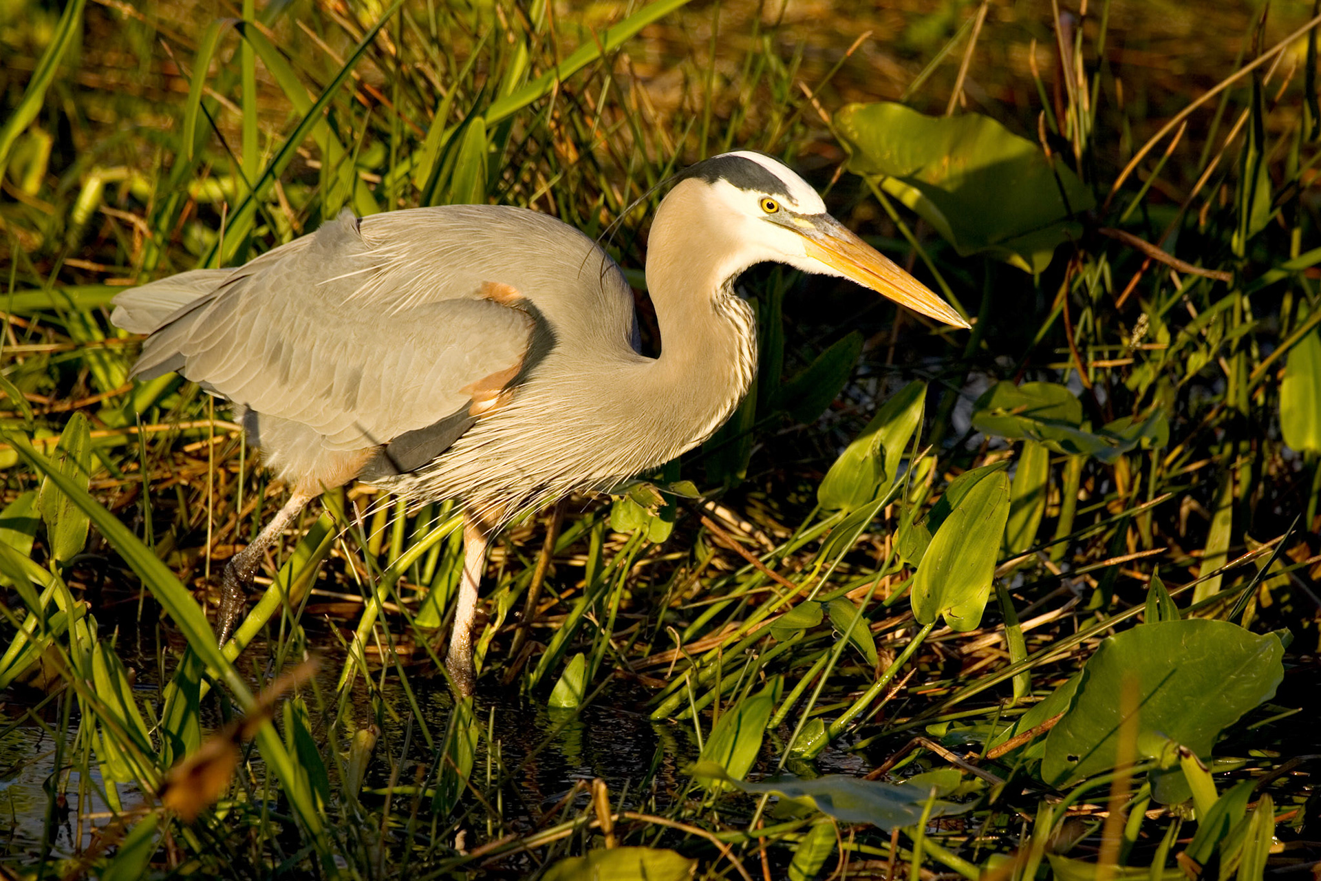 Great Blue Heron - Everglades National Park, FL