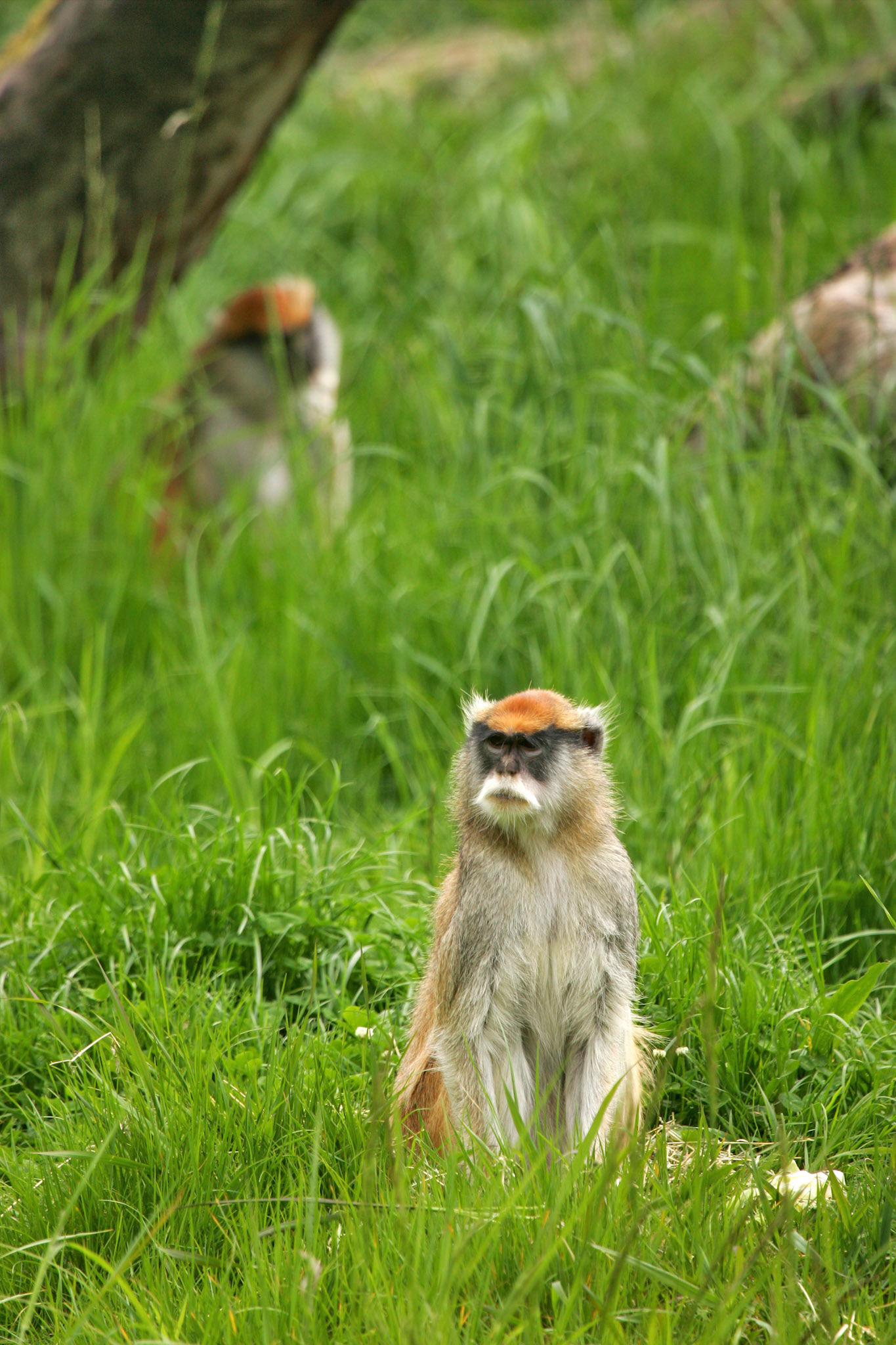 Patas Monkey