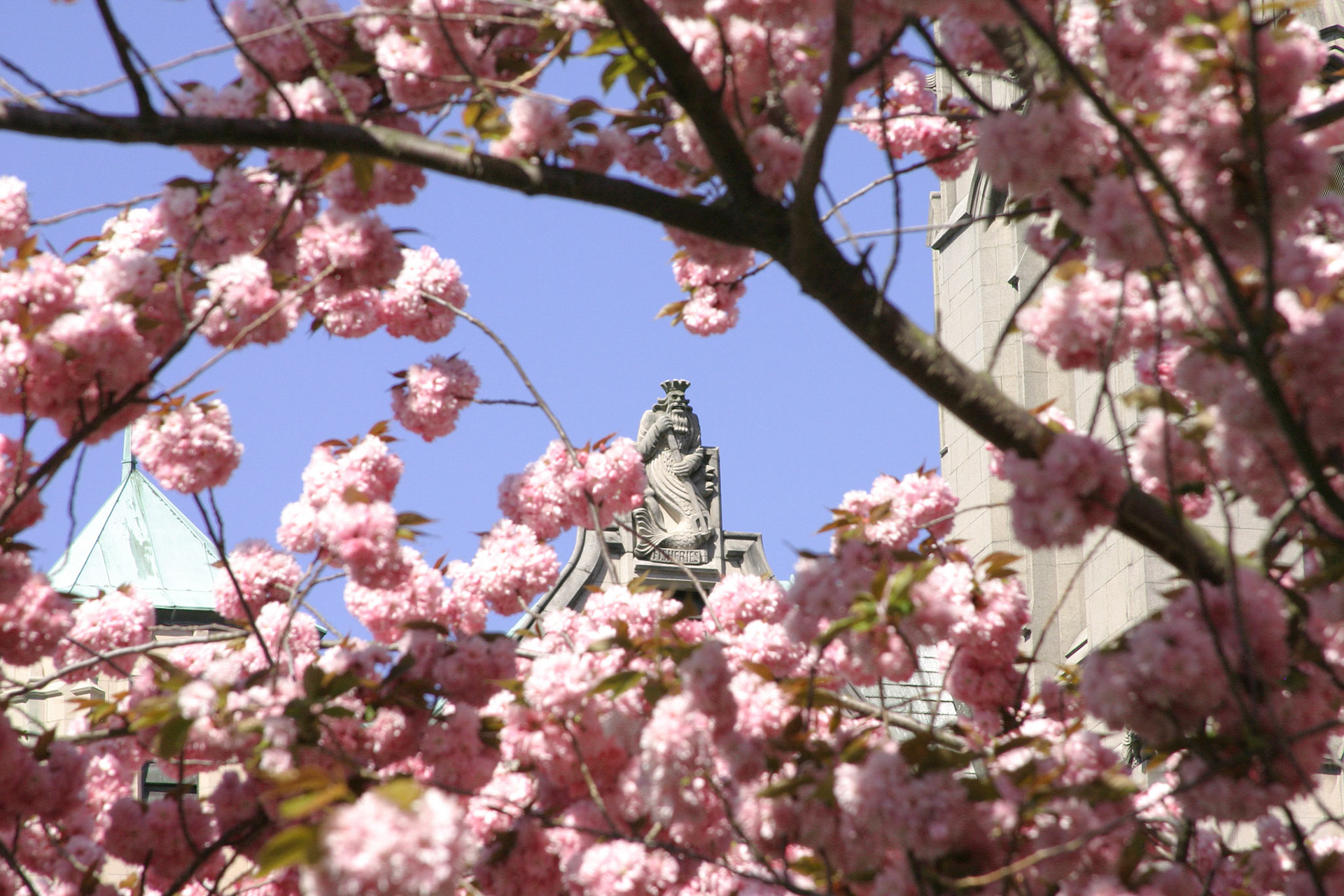 Dogwood Blossoms - University of Washington - Seattle, WA