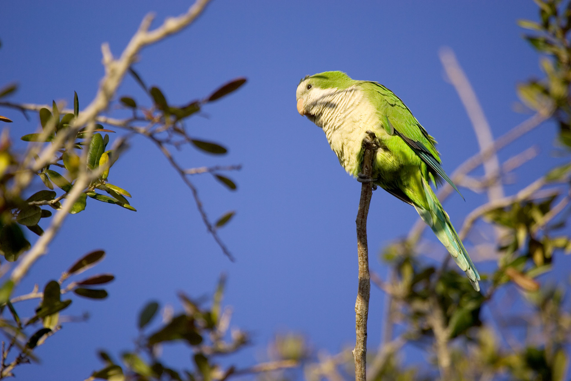 Monk Parakeet - Sarasota, FL