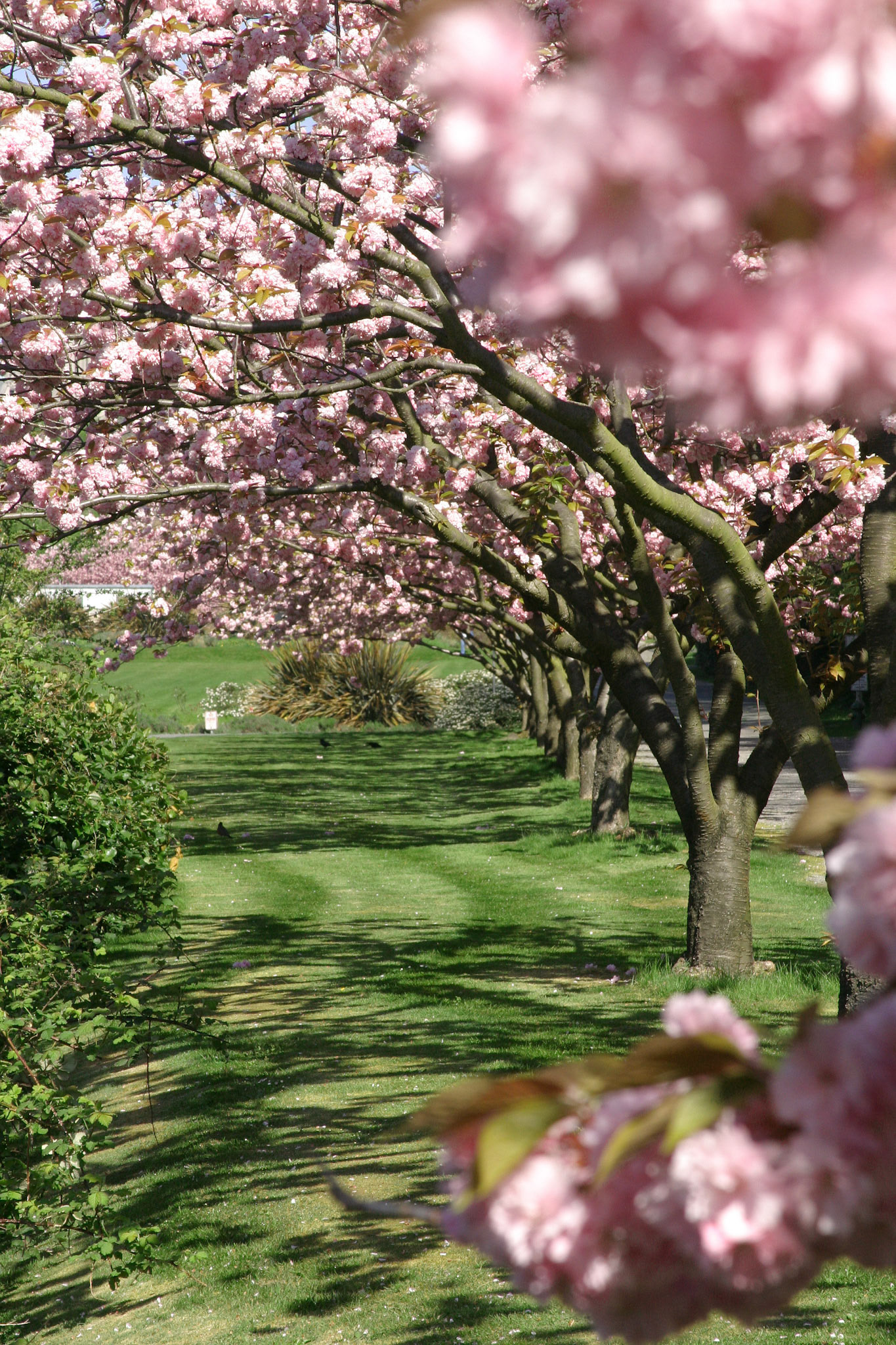 Dogwood Trees, University of Washington, Seattle, WA