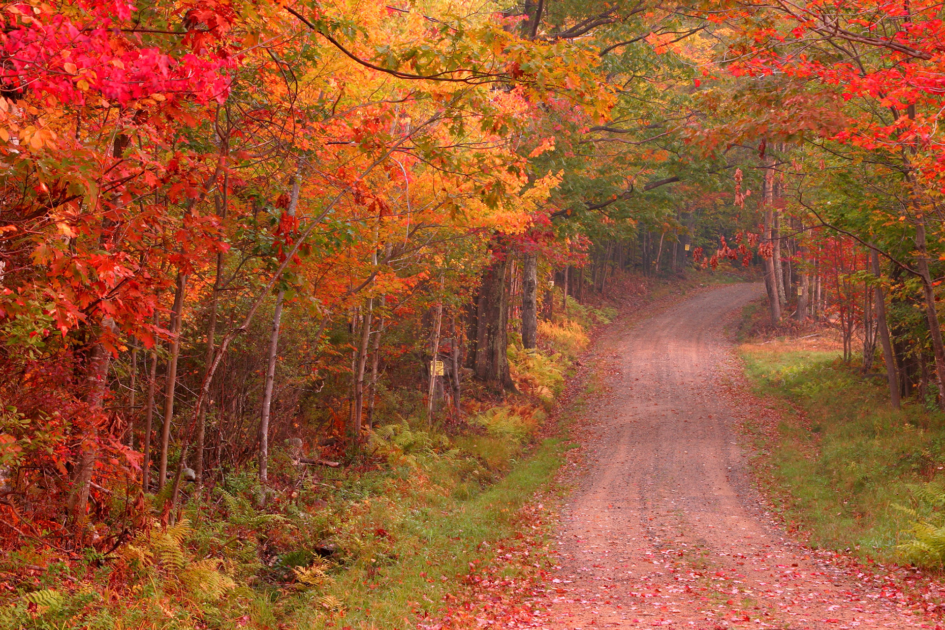 Colorful lane - Gilmanton, NH