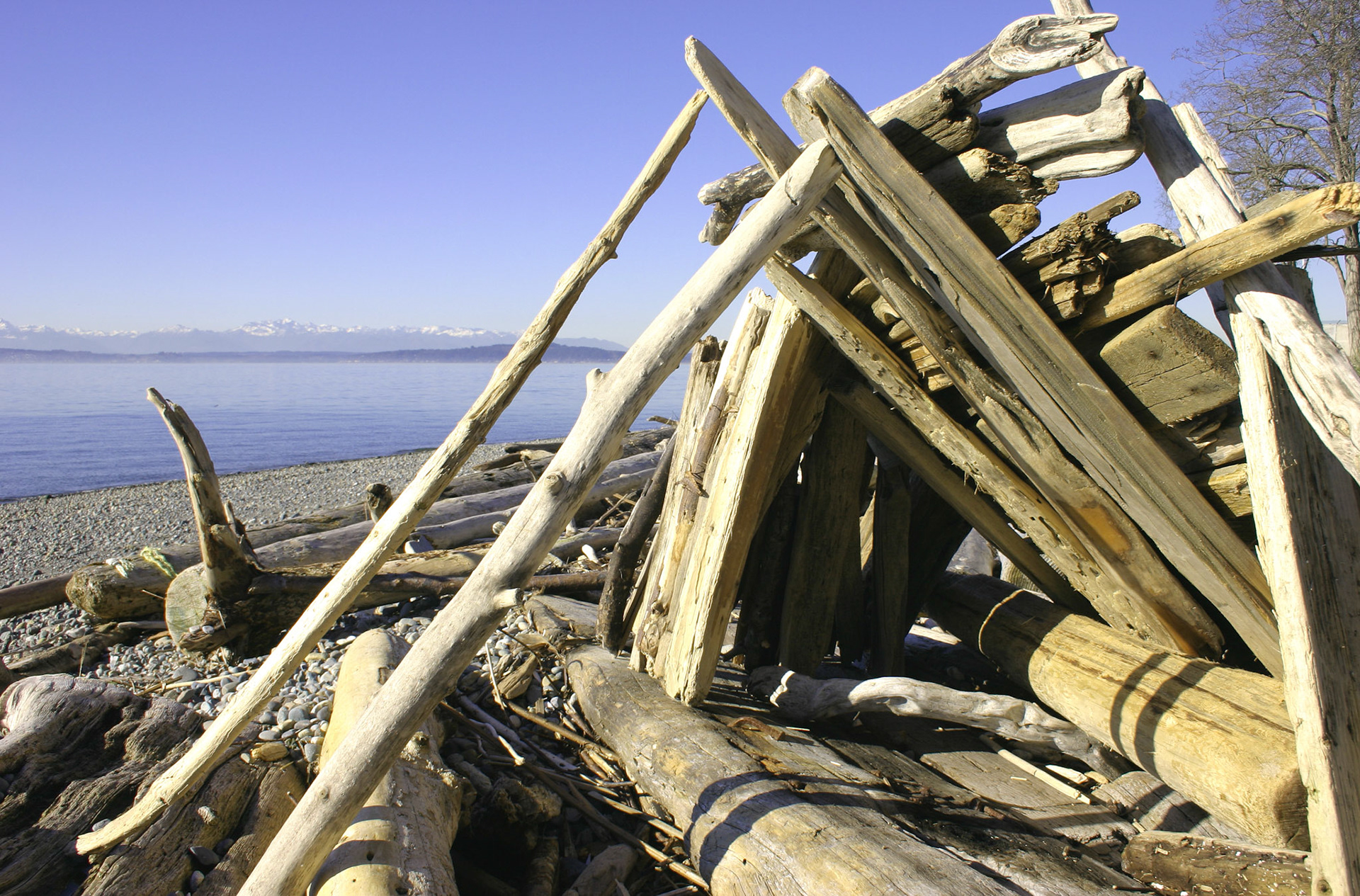 Driftwood Pile - Lincoln Park - Seattle, WA