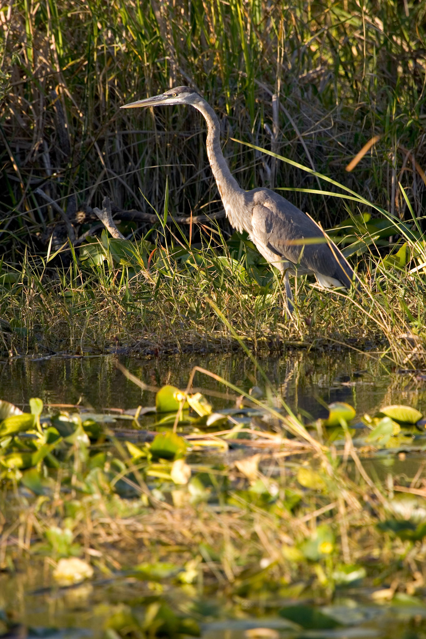 Great Blue Heron - Everglades National Park, FL