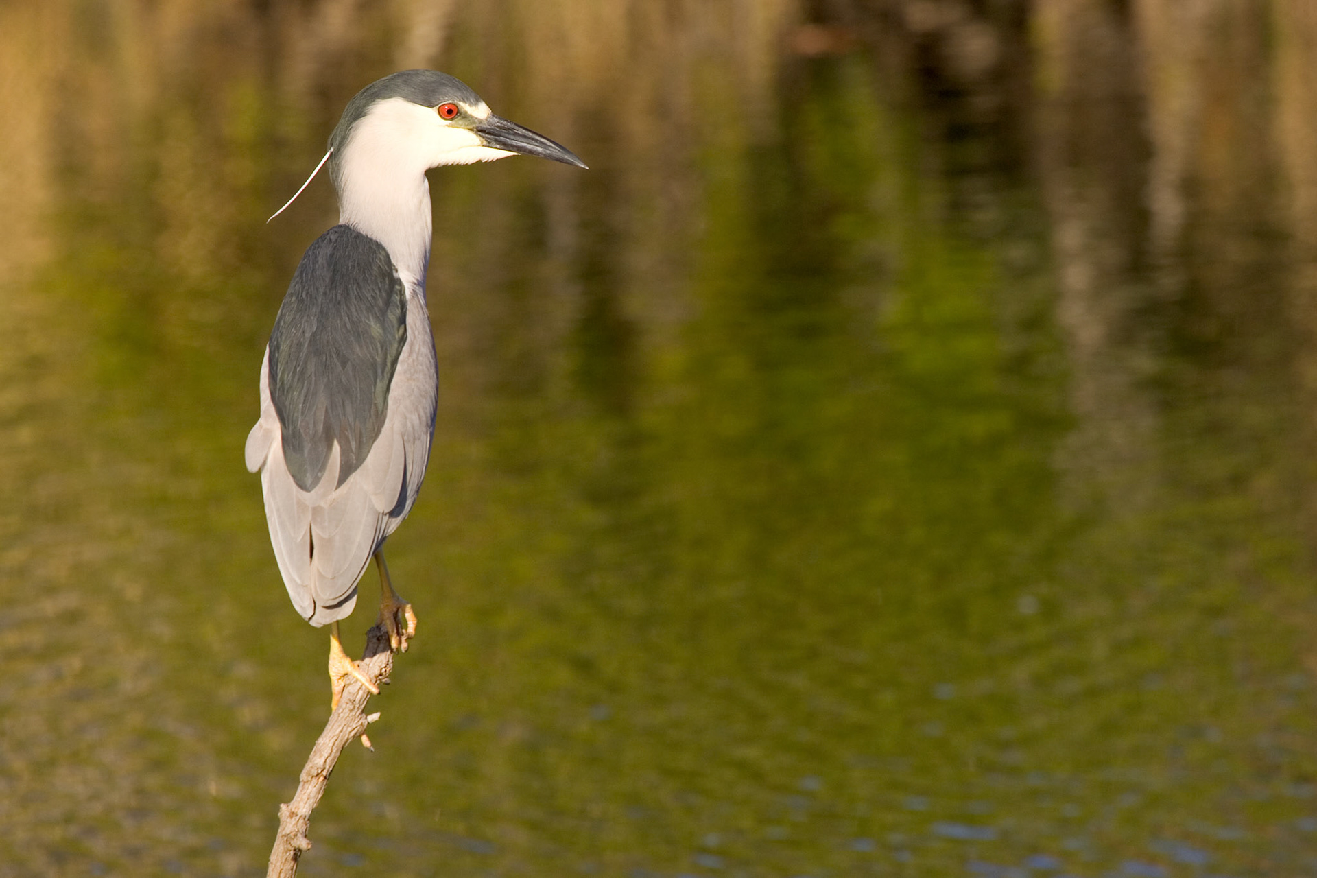 Black-crowned Night Heron - Everglades National Park, FL