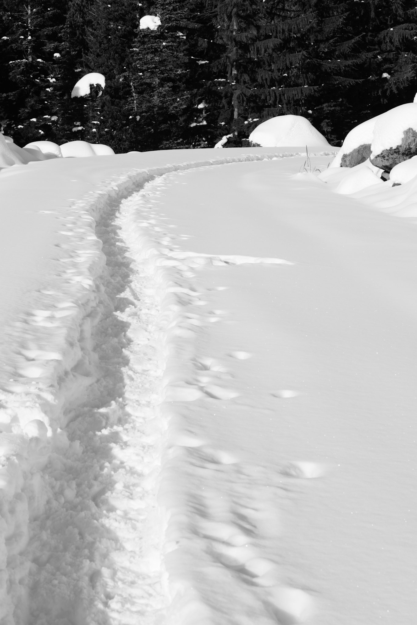 Snowshoe Trail - Snoqualmie Pass, WA