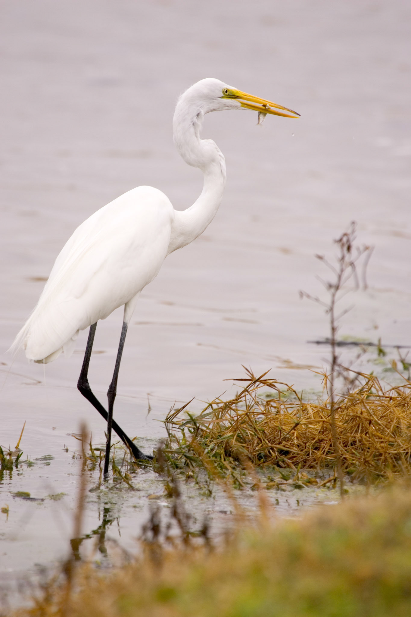 Great Egret - Sarasota, FL