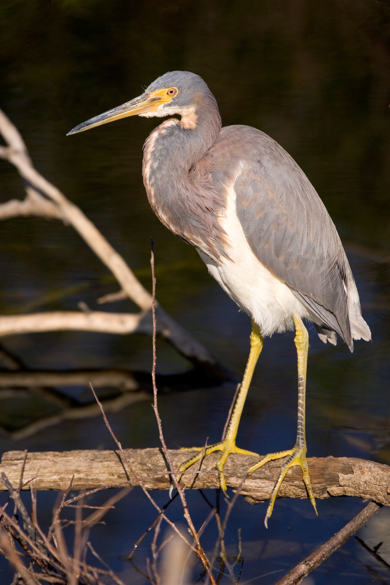 Tricolored Heron - Everglades National Park, FL