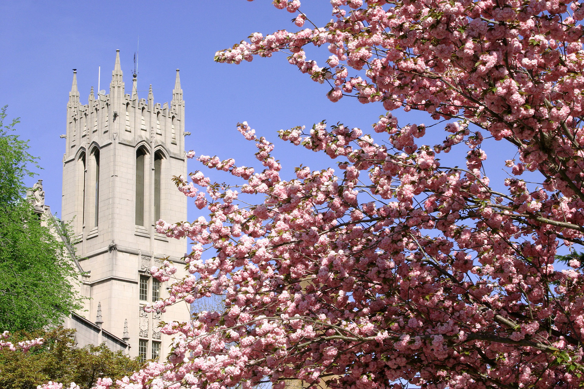 Dogwood Blossoms - University of Washington - Seattle, WA