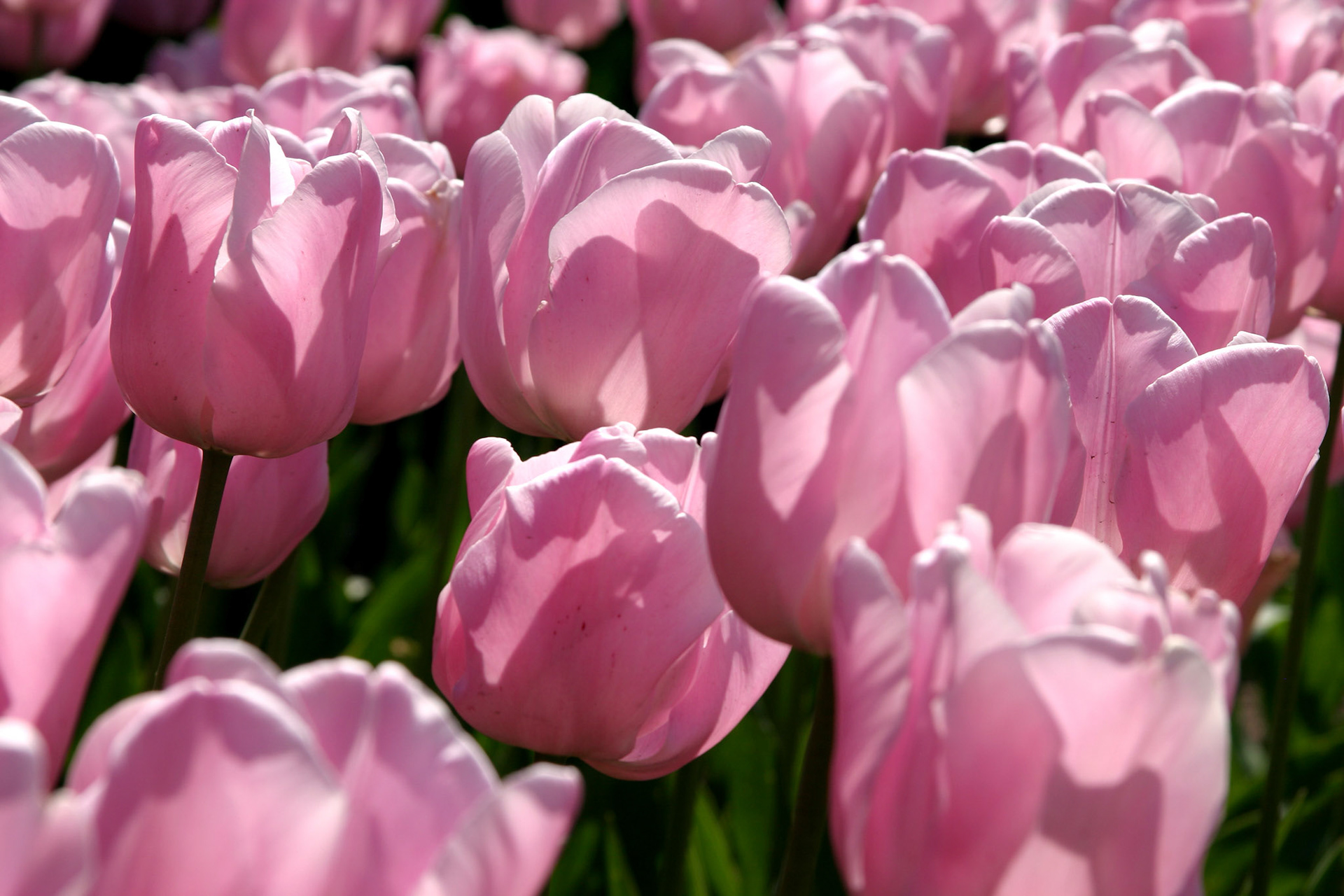Pink Diamond Tulips - Roozengaarde - Mount Vernon, WA