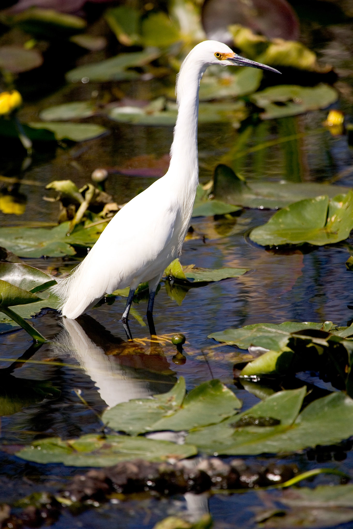 Snowy Egret - Everglades National Park, FL