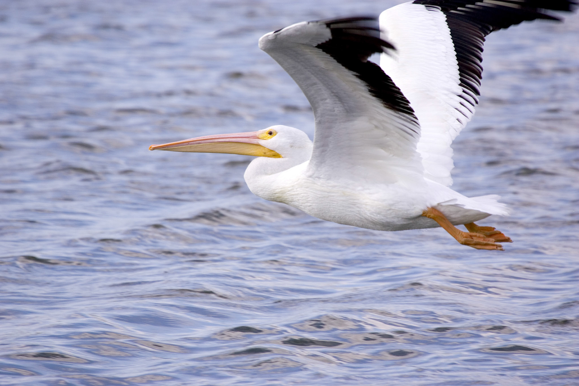 White Pelican - Sarasota, FL
