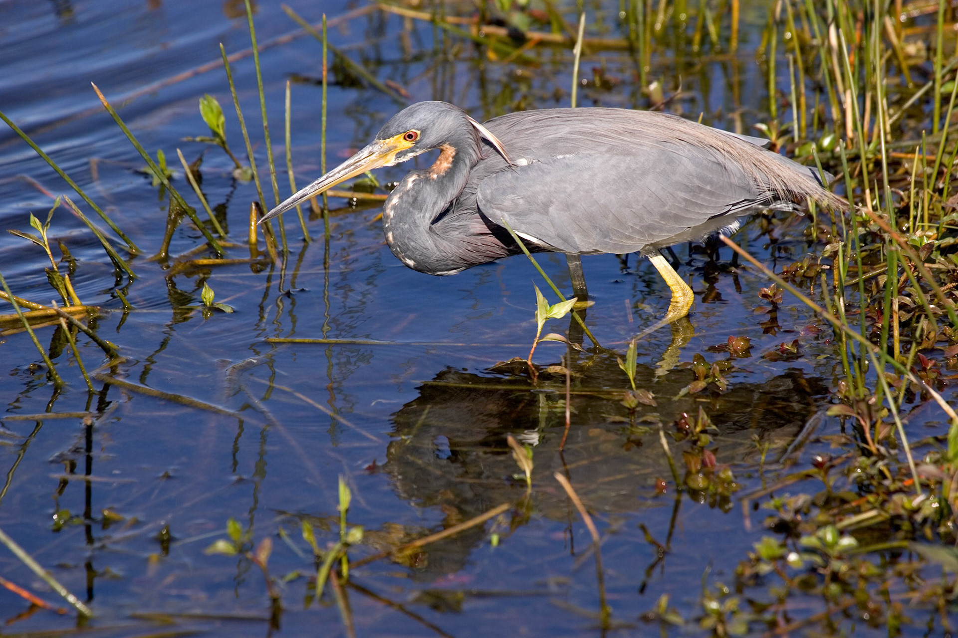 Tricolored Heron - Everglades National Park, FL