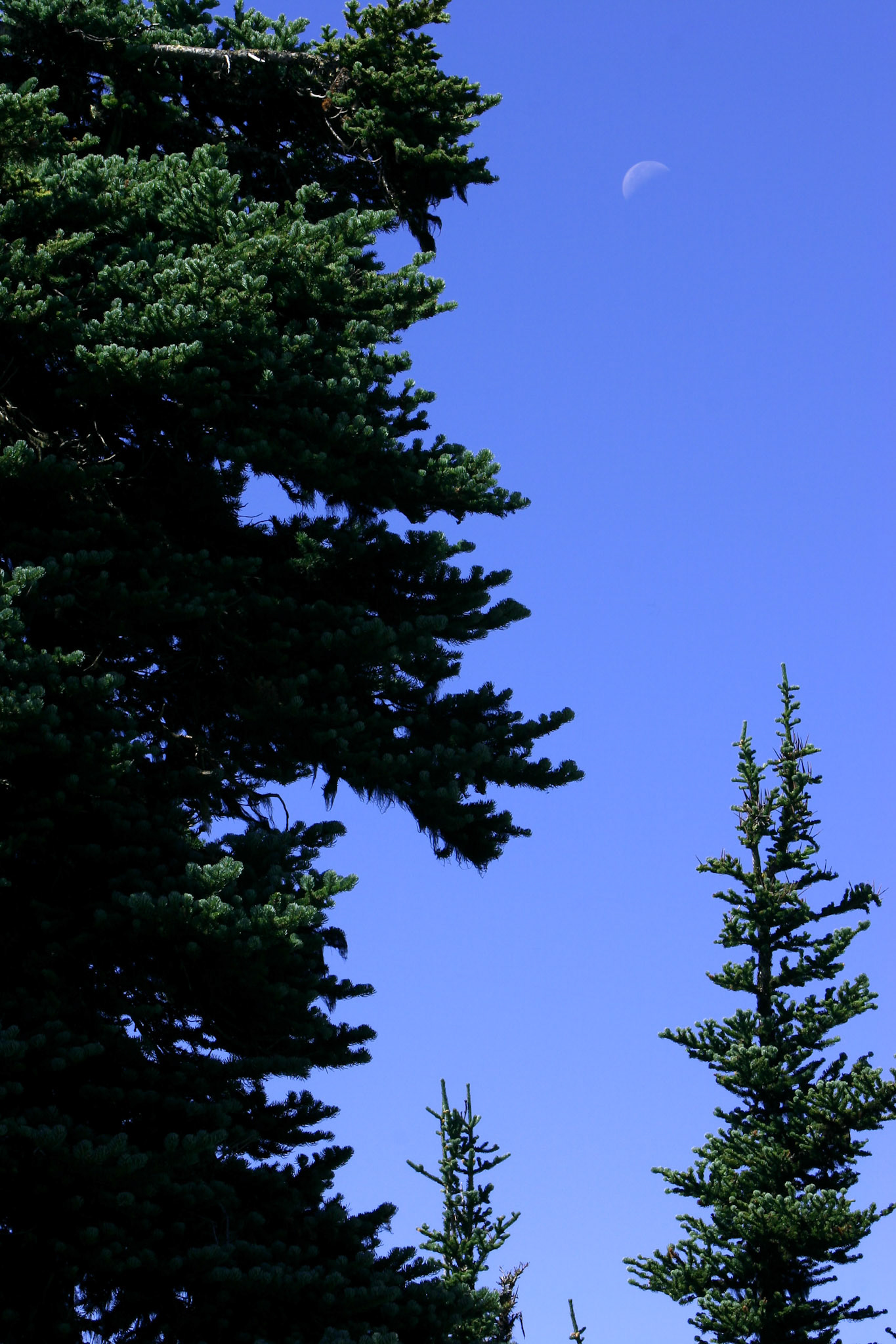 Day moon and pines - Hurricane Ridge - Olympic National Park