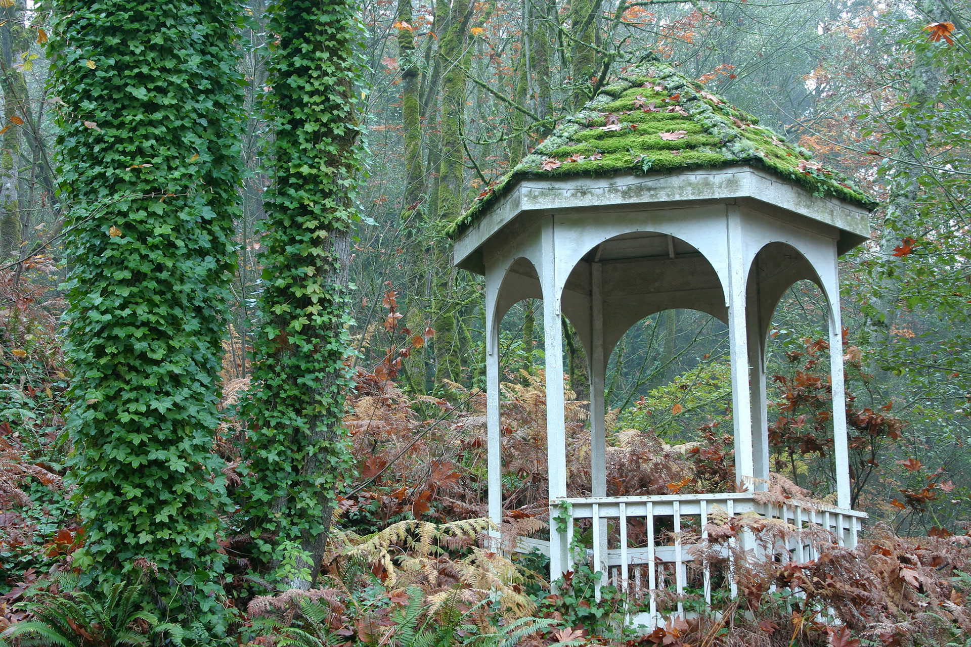 Mossy gazebo - Kenmore, WA