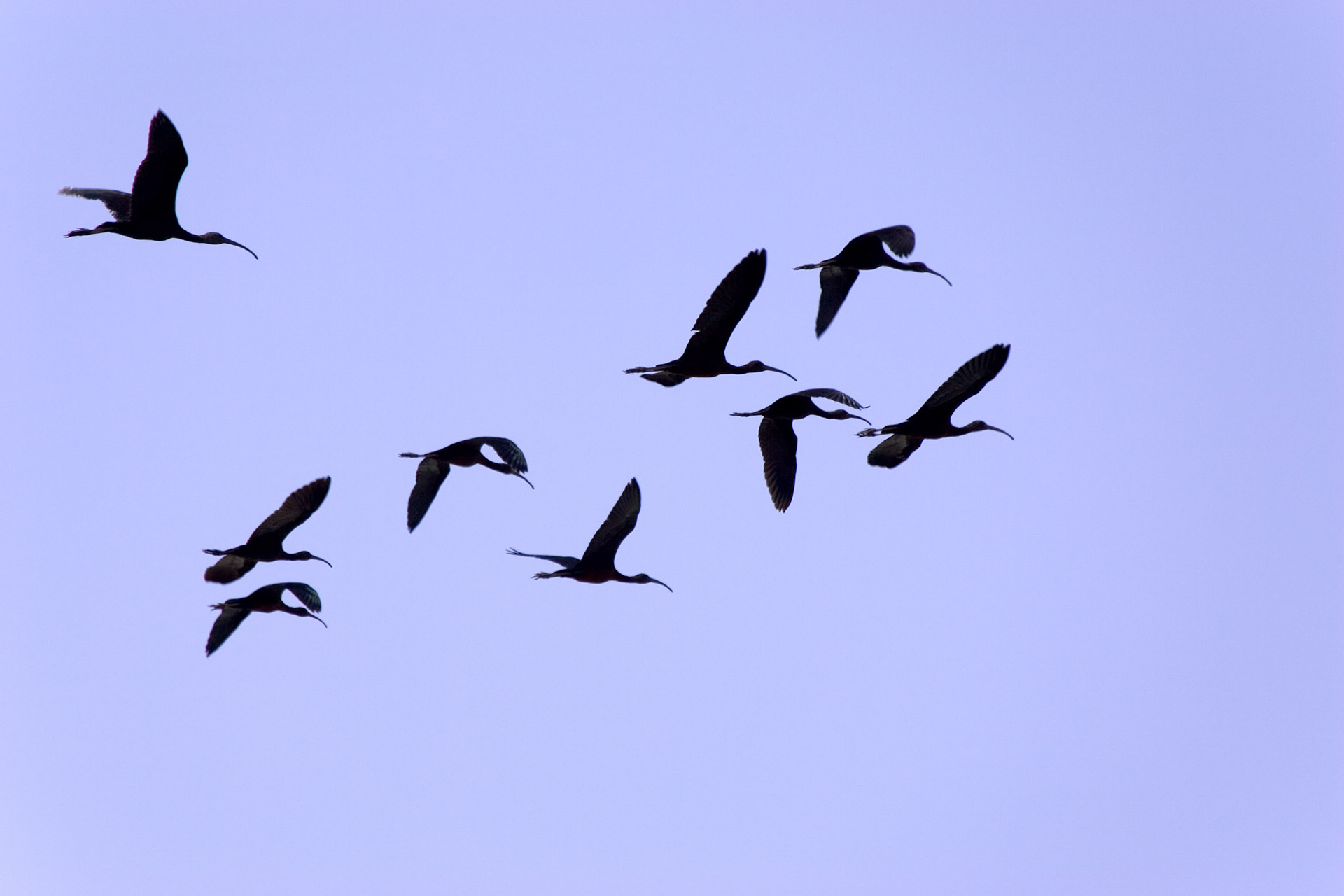Flock of Glossy Ibis - Sarasota, FL