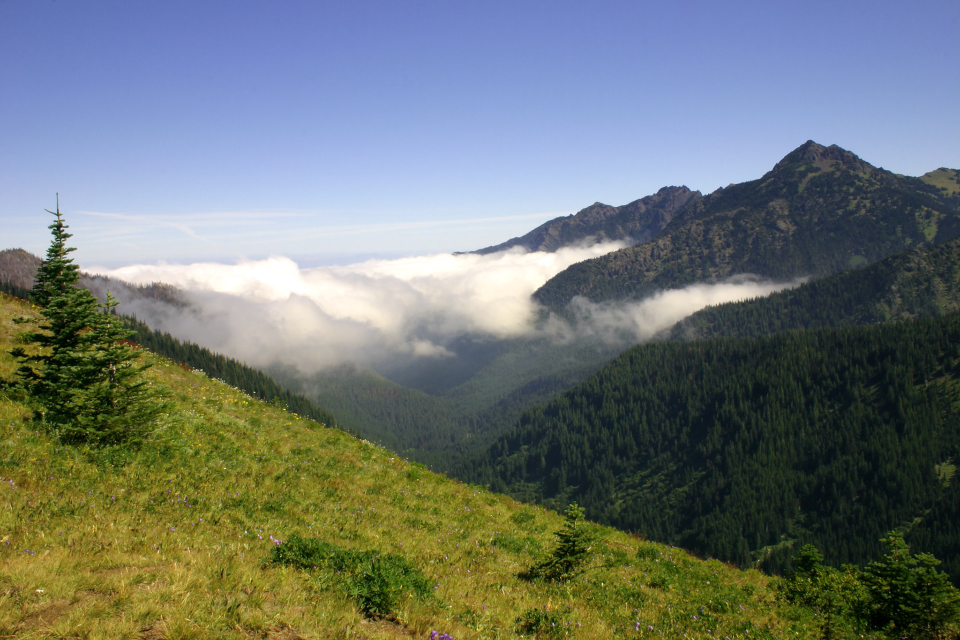 Foggy valley - Hurricane Ridge - Olympic National Park