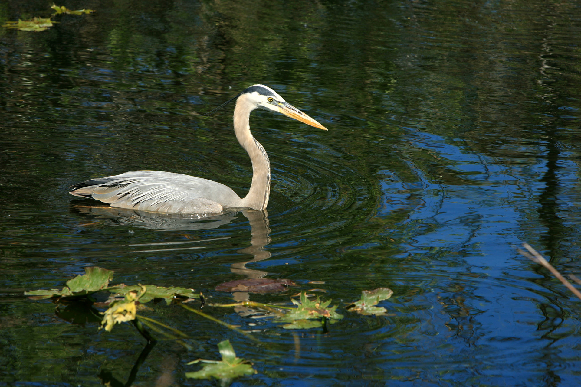 Great Blue Heron - Everglades National Park, FL