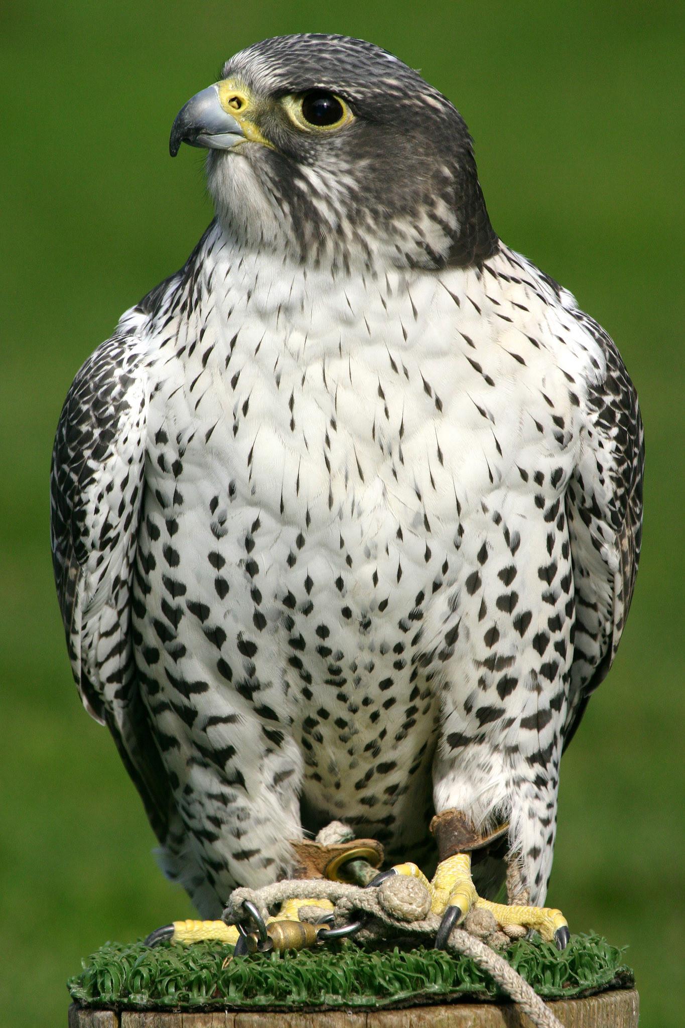 Peregrine Falcon (Falco Pregrinus), Female