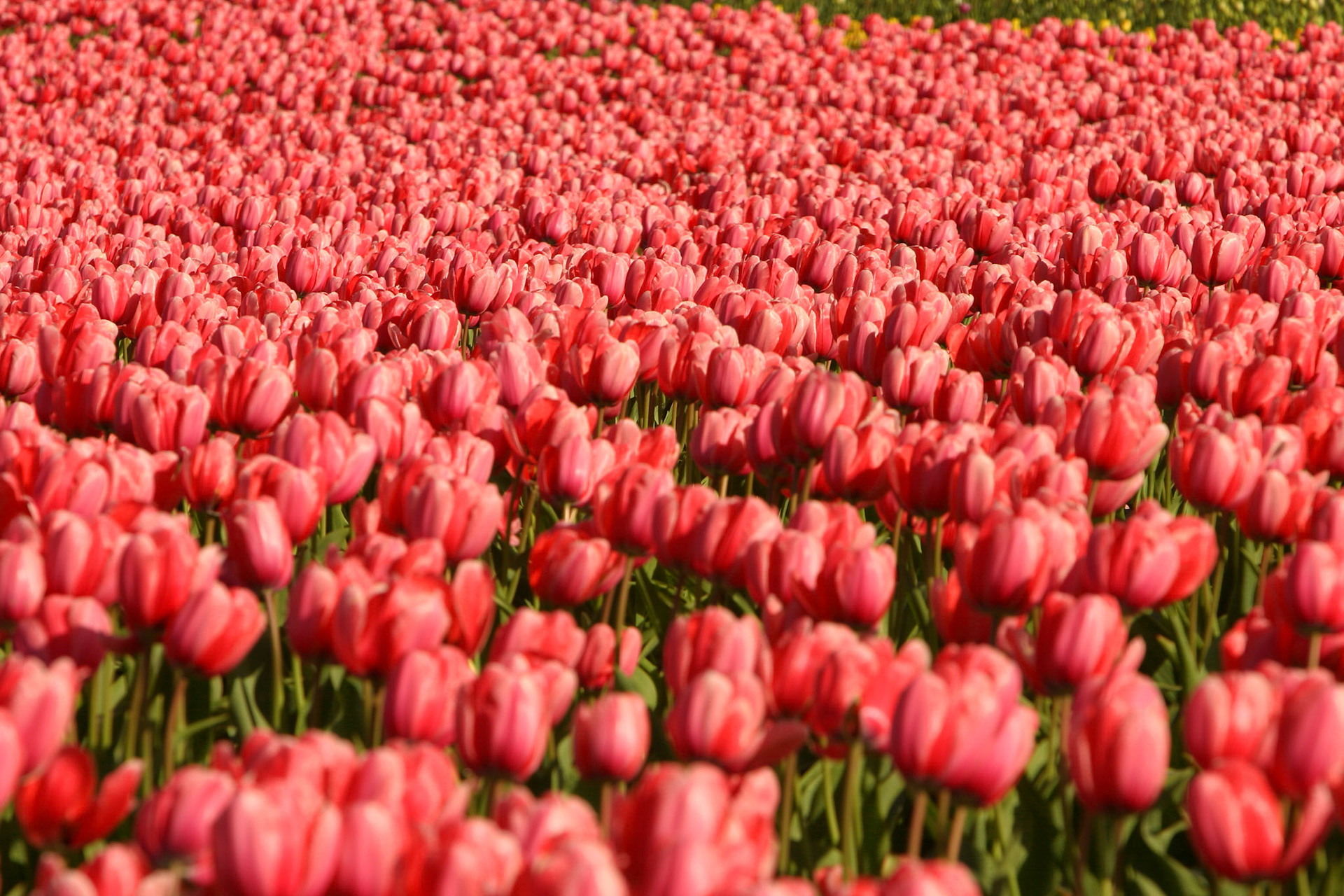 Tulip Town, Mount Vernon, WA