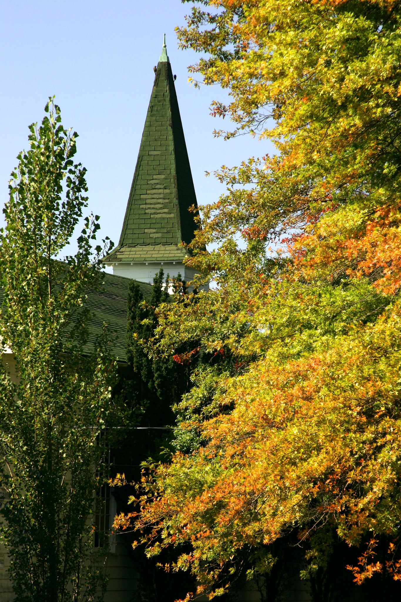 Steeple and foliage - Discovery Park - Seattle, WA