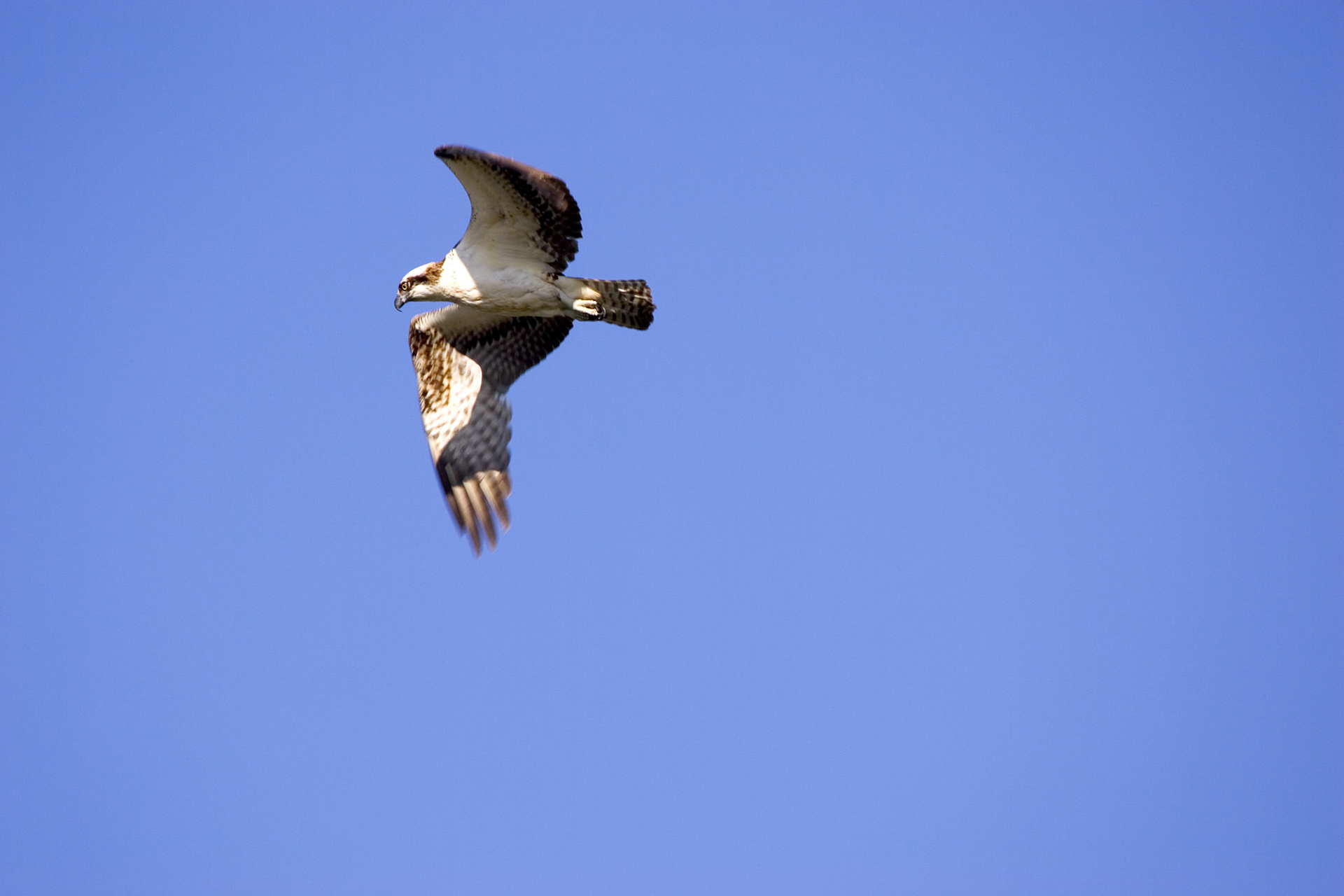 Osprey - Everglades National Park, FL