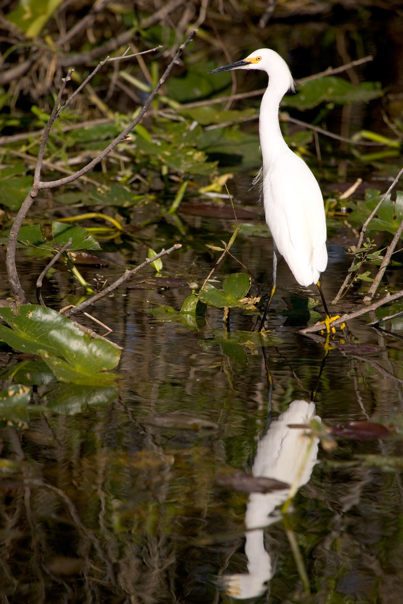 Snowy Egret - Everglades National Park, FL